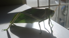 Stilpnochlora azteca