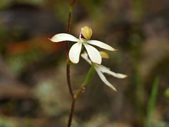 Caladenia cucullata