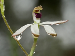 Caladenia cucullata