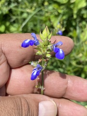 Salvia laevis