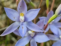 Thelymitra megcalyptra