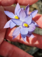 Thelymitra megcalyptra