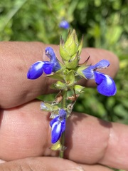Salvia laevis