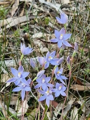 Thelymitra megcalyptra