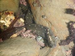 Cebidichthys violaceus