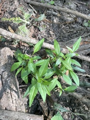 Forestiera acuminata