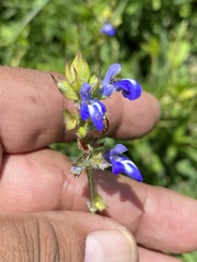 Salvia laevis