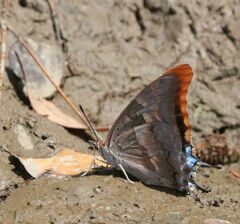 Charaxes guderiana guderiana