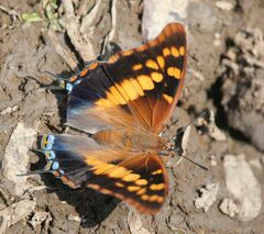 Charaxes guderiana guderiana