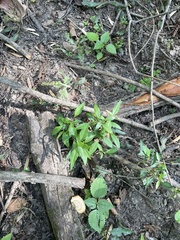 Forestiera acuminata