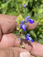 Salvia laevis