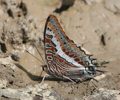 Charaxes saturnus saturnus