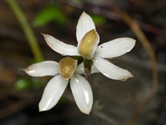 Caladenia cucullata