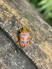 Podontia dalmani
