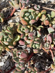 Sedum obtusatum