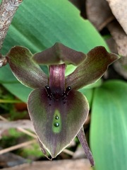 Chiloglottis