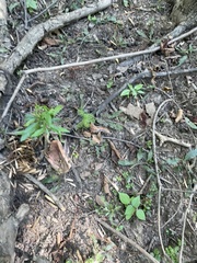 Forestiera acuminata