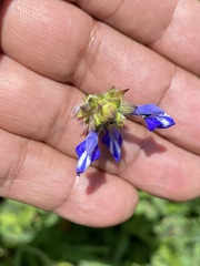 Salvia laevis