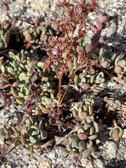 Sedum obtusatum