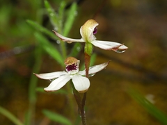 Caladenia cucullata
