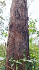 Eucalyptus squamosa