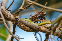 Philothamnus semivariegatus