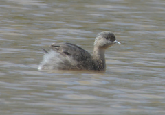Poliocephalus poliocephalus