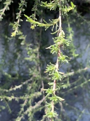 Baccharis pteronioides