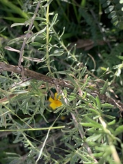Baccharis pteronioides