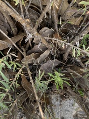 Baccharis pteronioides