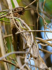 Philothamnus semivariegatus