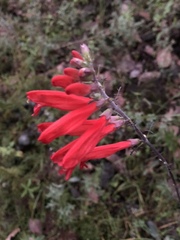 Lamourouxia multifida