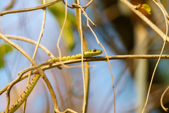 Philothamnus semivariegatus