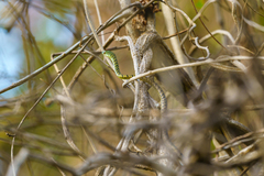 Philothamnus semivariegatus