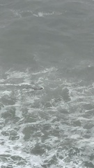 Phoca vitulina