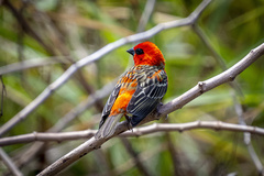 Foudia madagascariensis