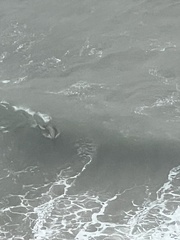 Phoca vitulina