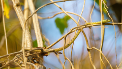 Philothamnus semivariegatus