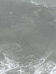Phoca vitulina