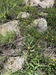 Tridax coronopifolia