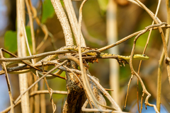 Philothamnus semivariegatus