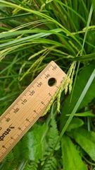 Carex longebrachiata