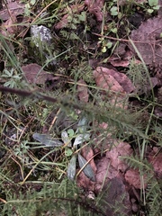 Lamourouxia multifida