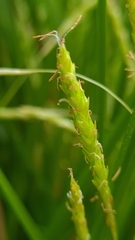 Carex longebrachiata