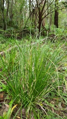 Carex longebrachiata