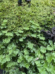 Hymenophyllum