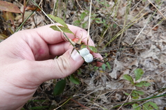 Neolasioptera farinosa