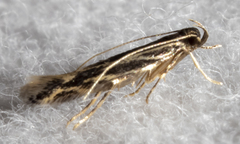 Eralea albalineella