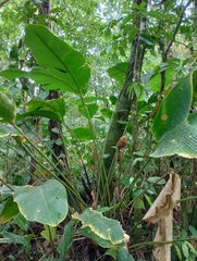 Goeppertia inocephala