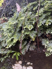 Hymenophyllum